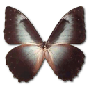 Butterfly icon ico